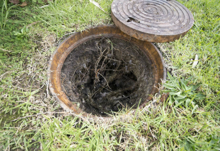 Image of trees and roots blocking a manhole